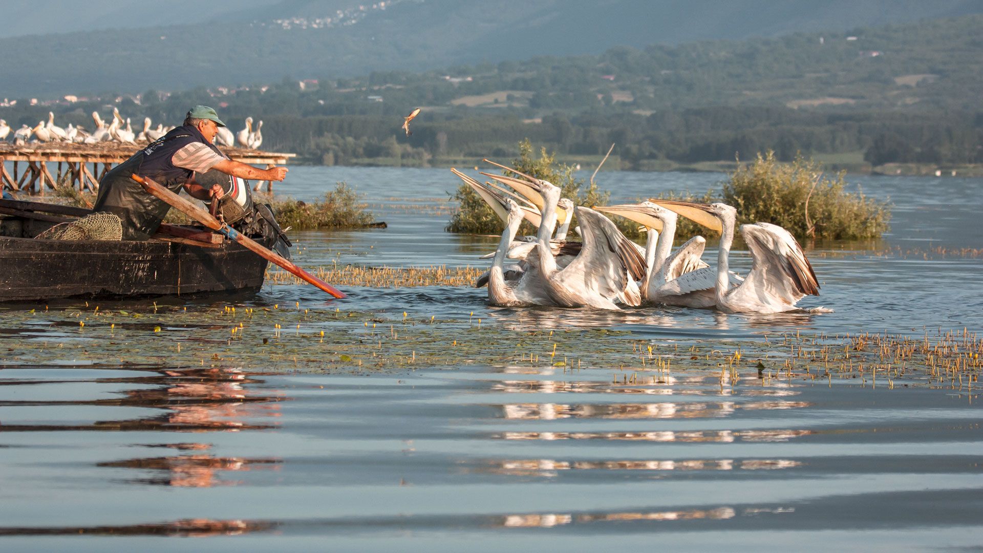 Kerkini: Macedonia’s Liquid Miracle